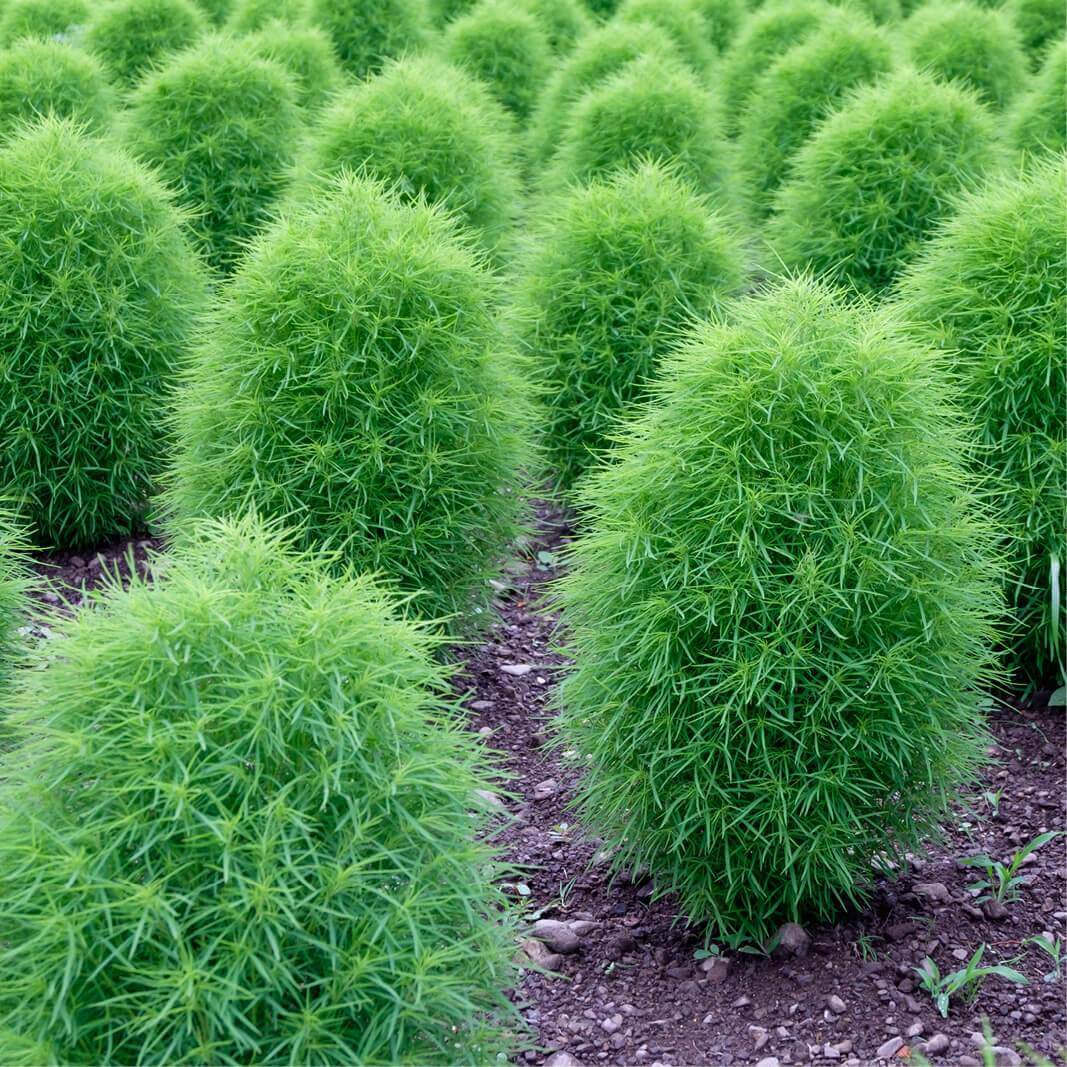 Image of Summer cypress plant in garden