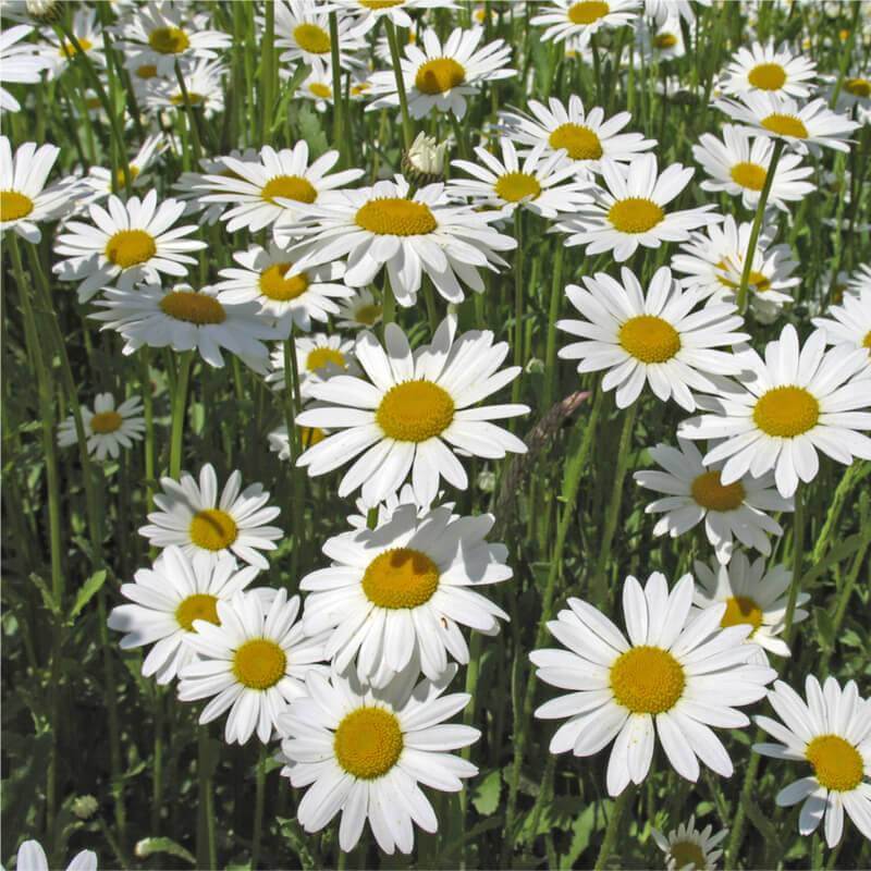 Seeds Of Leucanthemum Vulgare May Queen Ox Eye Daisy T O G
