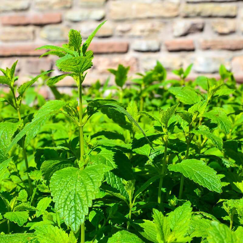 Semillas de Melisa - MELISSA OFFICINALIS - The Original Garden