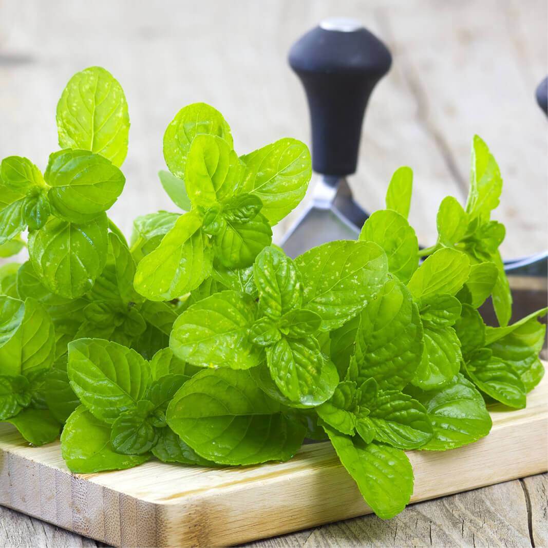 Plants of Spearmint - MENTHA SPICATA - The Original Garden