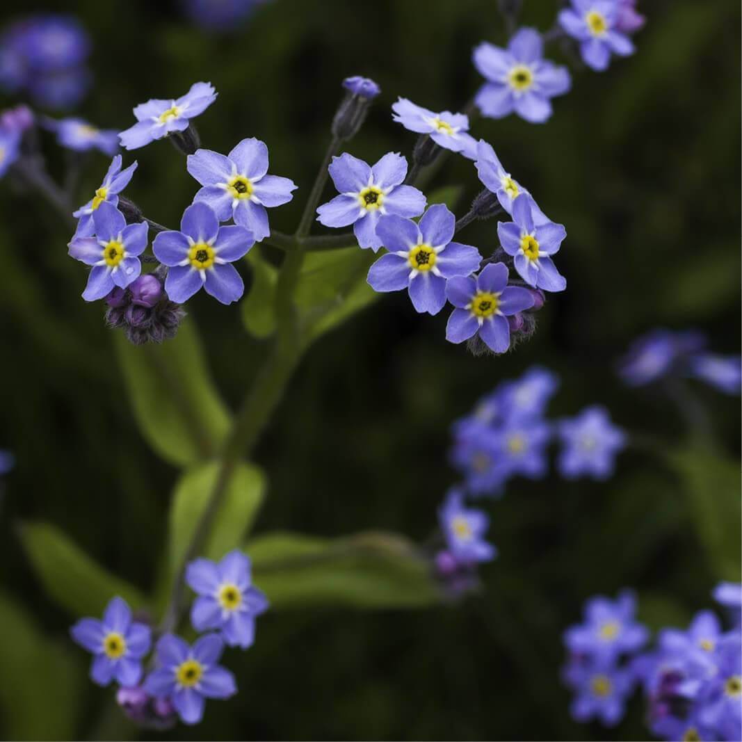 Seeds Of Myosotis Alpestris Royal Indigo Blue Forget Me Not T O G Seeds Of Myosotis Alpestris Royal Indigo Blue Forget Me Not T O G