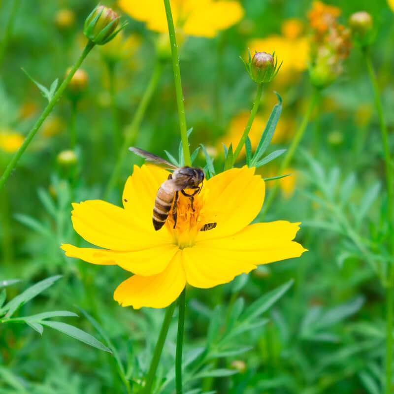 Mélange de fleurs pour abeilles – Graines biologiques