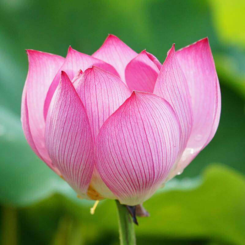 Les feuilles magiques du lotus sacré
