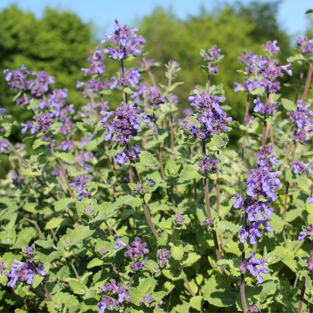 Catnip (Nepeta Cataria), 50+ Seeds, Catmint, Herb