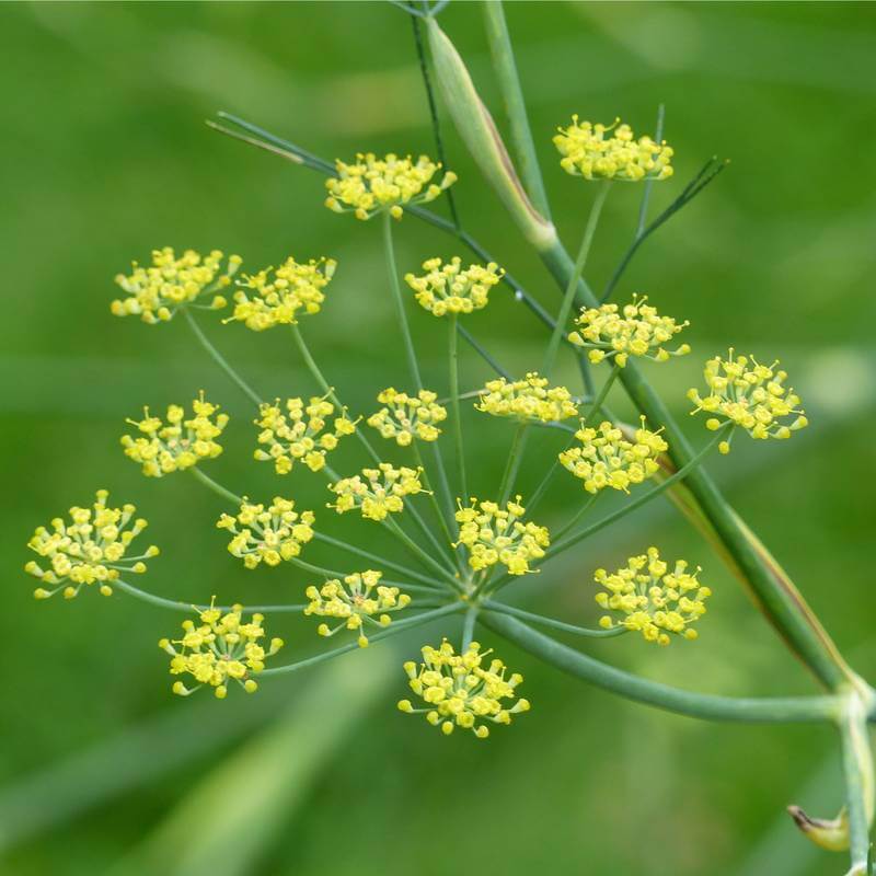 ☺200 graines d anis vert. pimpinella anisum.