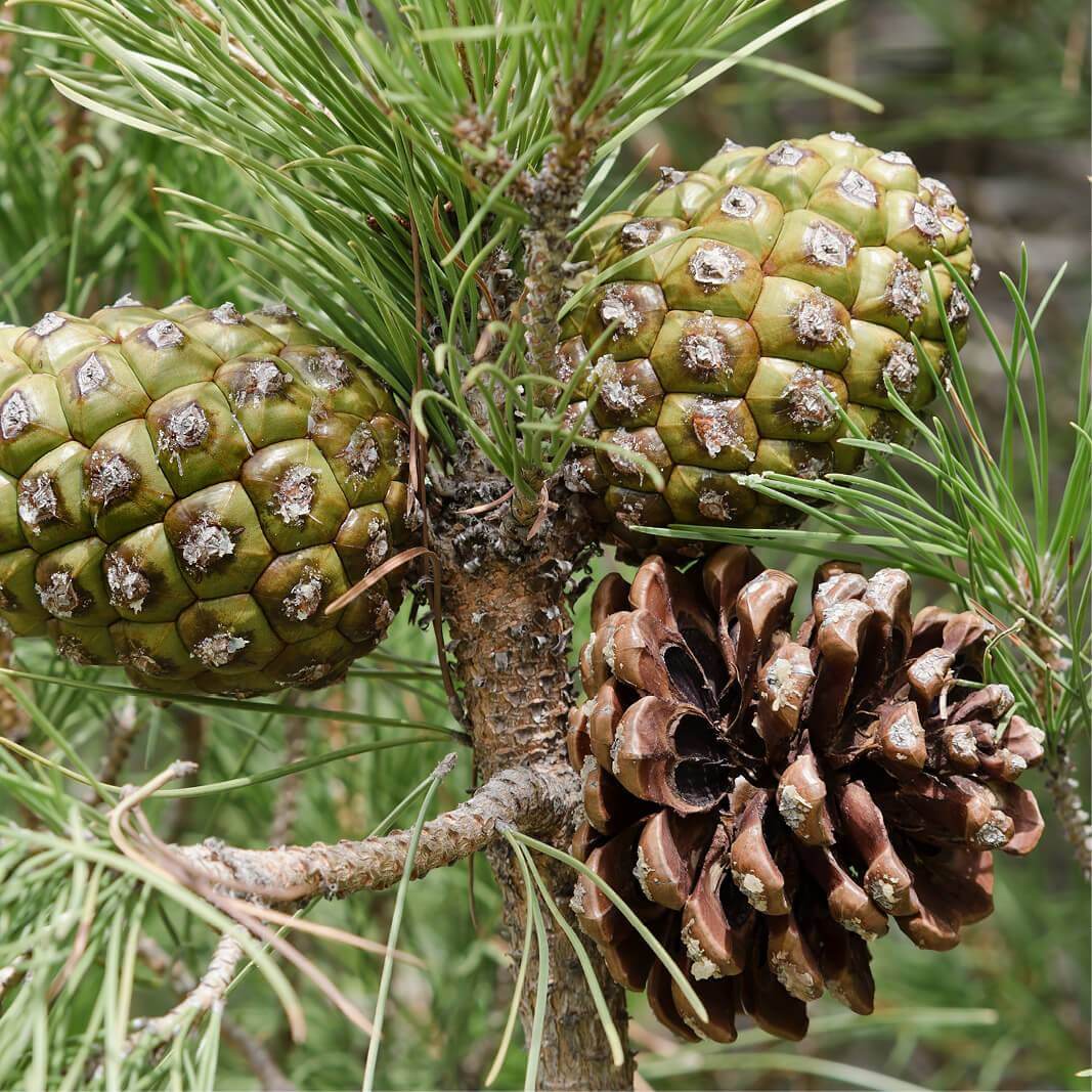 Pin parasol Pinus pinea SAFLAX Jardin dans la boîte 6 graines 