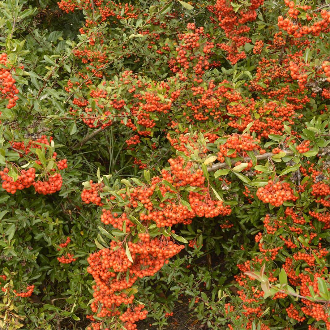 100 Pyracantha Scarlet firethorn Shrub Seeds Mixed Scarlet Fruit Perennial Tree