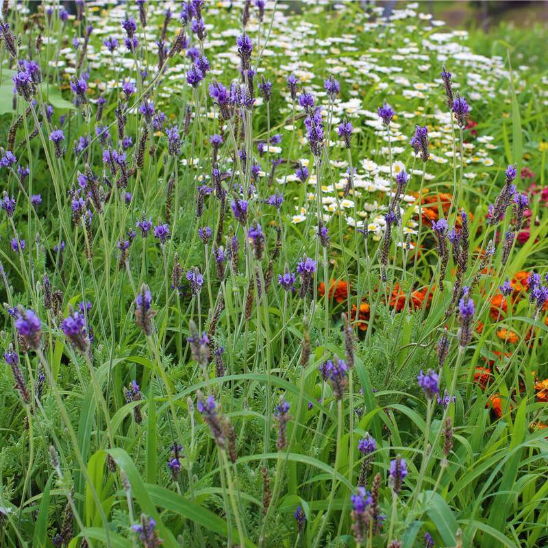 250 Graines Fleurs Mélange Violet Mauve - 12 Variétés Pour Massif | Jardin Mellifère Mai à Octobre
