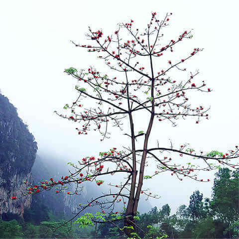 BOMBAX CEIBA - Red Cotton Tree