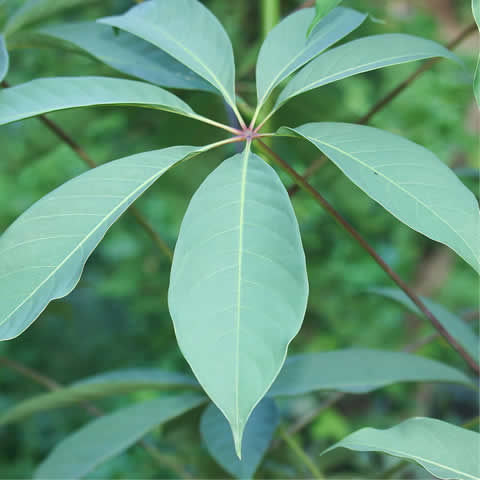 BOMBAX CEIBA