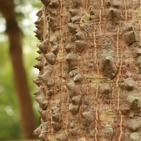 BOMBAX CEIBA
