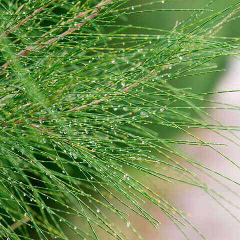 CASUARINA EQUISETIFOLIA - Australian Pine Tree