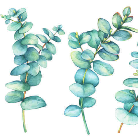 EUCALYPTUS CORDATA