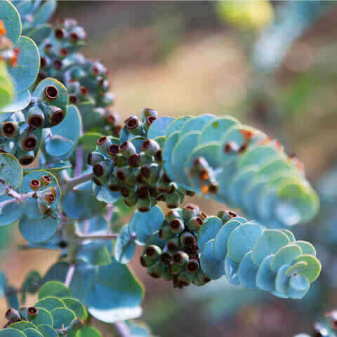 EUCALYPTUS KRUSEANA