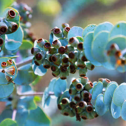 EUCALYPTUS KRUSEANA