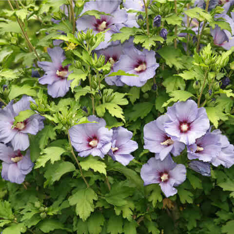 HIBISCUS SYRIACUS - Rose of Sharon