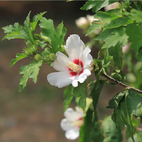 HIBISCUS SYRIACUS