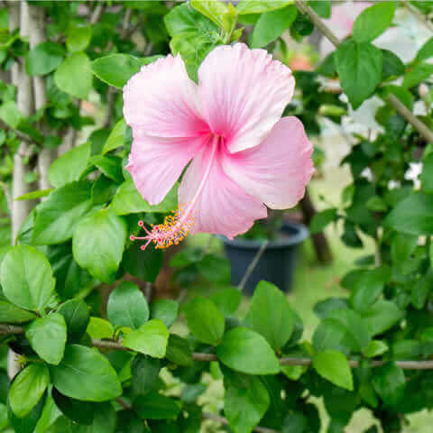 HIBISCUS SYRIACUS