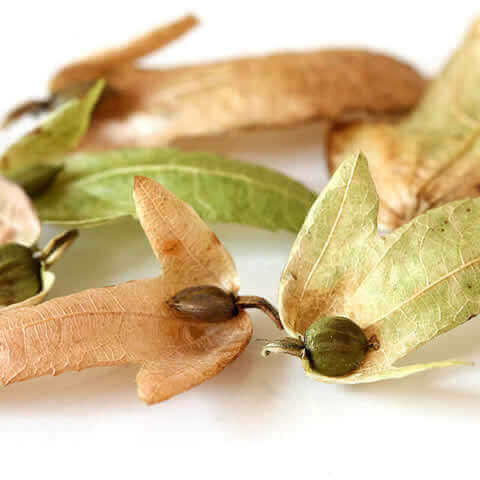CARPINUS BETULUS