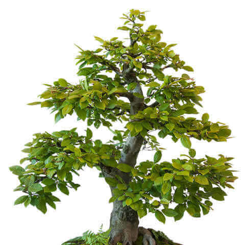 CARPINUS BETULUS