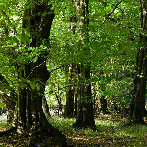 CARPINUS BETULUS - Common Hornbeam