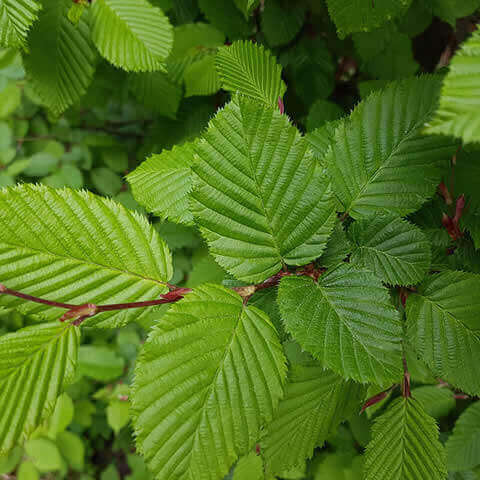 CARPINUS BETULUS