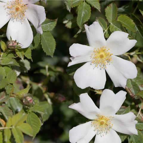 ROSA SEMPERVIRENS - glantier sempervirent