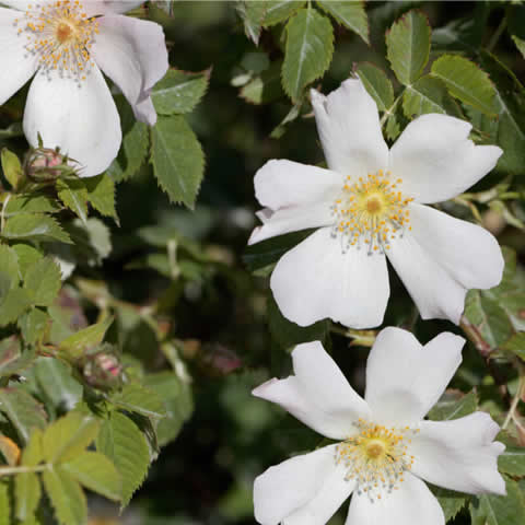 ROSA SEMPERVIRENS - Evergreen Rose