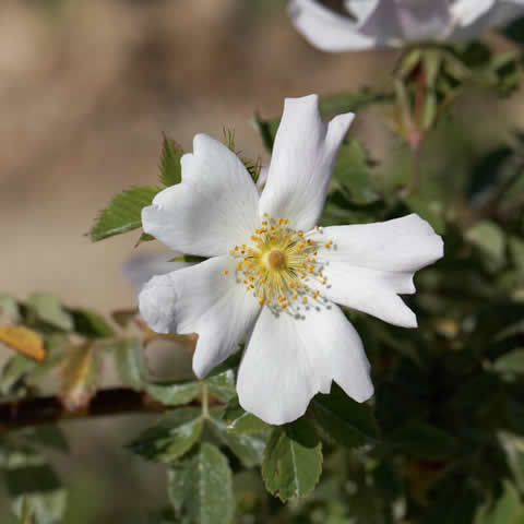 ROSA SEMPERVIRENS - Evergreen Rose