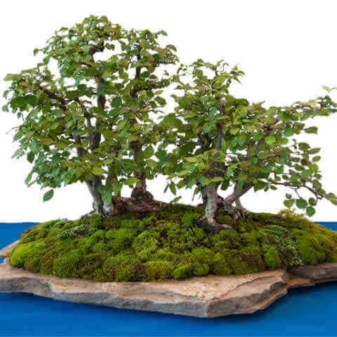 ULMUS MINOR