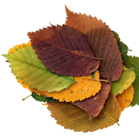 ULMUS MINOR