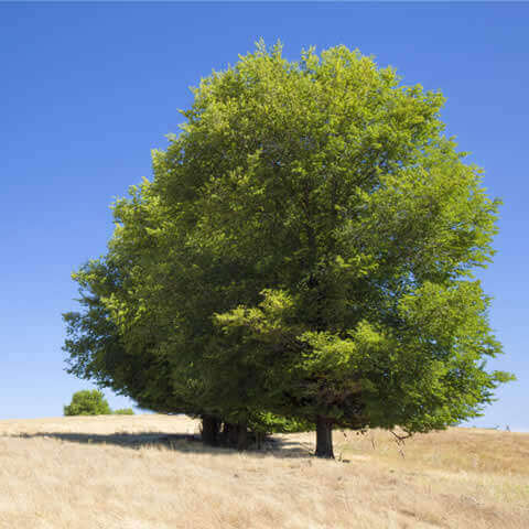 ULMUS MINOR - Orme champtre