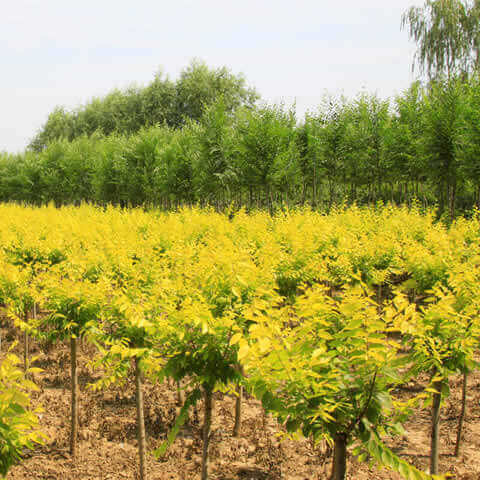 ULMUS PUMILA