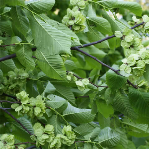 ULMUS PUMILA