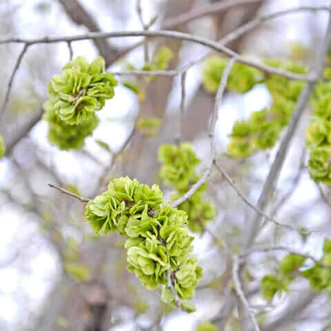 ULMUS PUMILA