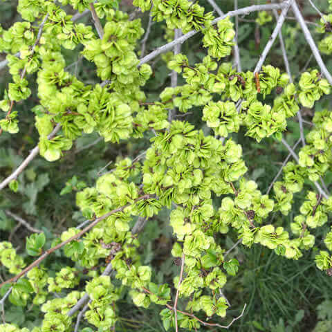ULMUS PUMILA