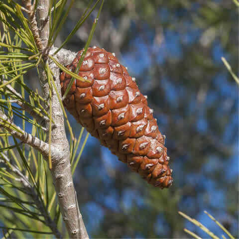 PINUS HALEPENSIS - Aleppo Pine