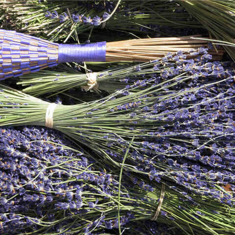 LAVANDULA x INTERMEDIA 'Grosso'