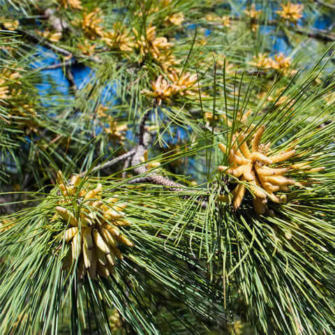 PINUS TAEDA - (Selected) - PTA 311 Faade atlantique - Loblolly Pine