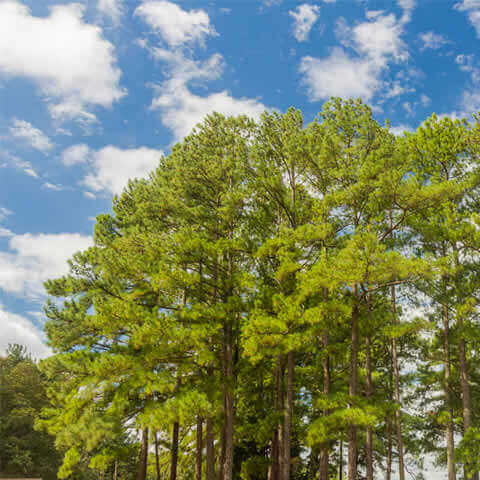 PINUS TAEDA - (Selected) - PTA 311 Faade atlantique - Loblolly Pine