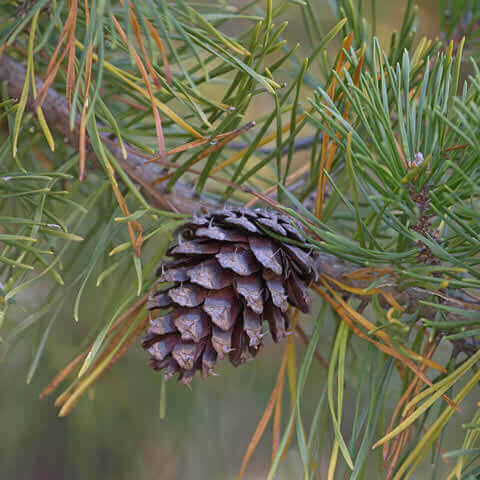 PINUS TAEDA - (Identificado) - PTA 311 Façade atlantique