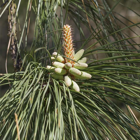 PINUS TAEDA - (Identificado) - PTA 311 Façade atlantique