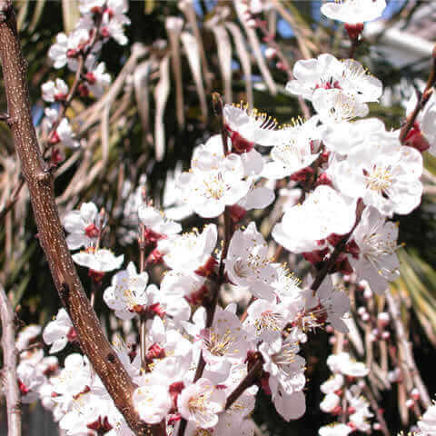 PRUNUS ARMENIACA