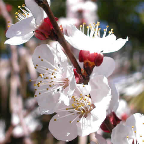 PRUNUS ARMENIACA Virus free - Apricot Tree
