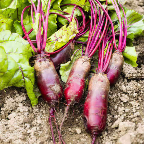 BEETROOT Cylindra