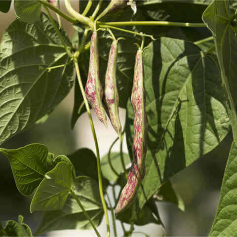 PHASEOLUS VULGARIS - POLE BEAN Jimenez