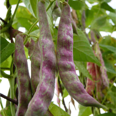 PHASEOLUS VULGARIS - POLE BEAN Jimenez