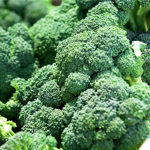 BROCCOLI GREEN Calabrese