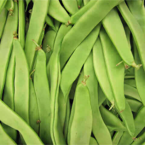 FLAT GREEN BEAN Helda