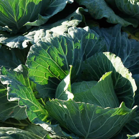 CABBAGE Glory of Enkhuizen